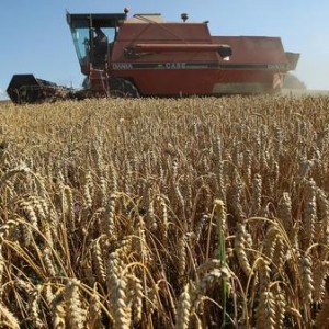 Farmers Conclude Grain Harvest